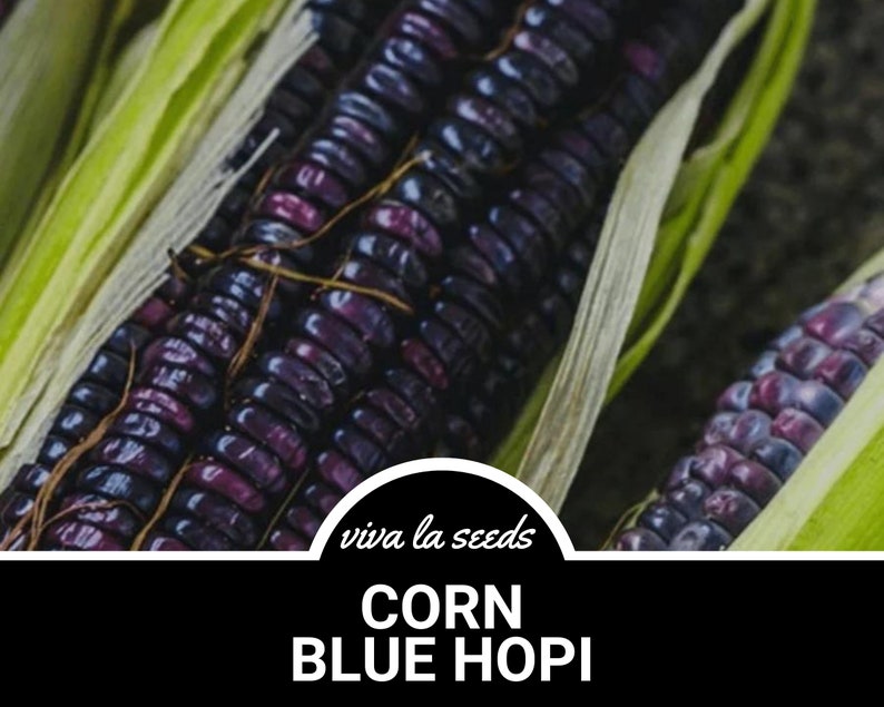 May include: Close-up of a purple and black corn cob with green husks. The corn is labeled "Corn Blue Hopi" and "viva la seeds".