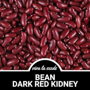 Bean, Kidney Dark Red | 20 Seeds | Heirloom Vegetable | Open Pollinated | Non-GMO | Phaseolus vulgaris