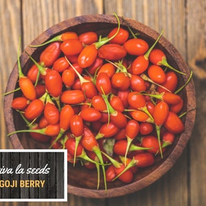 Goji Berry ( Wolfberry) | 50 Seeds | Medicinal | Culinary | Heirloom ...