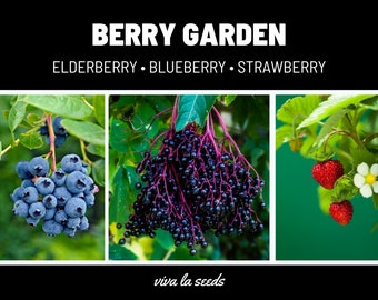 Berry Seed Collection | Elderberry, Blueberry, Strawberry | Heirloom | Non-GMO