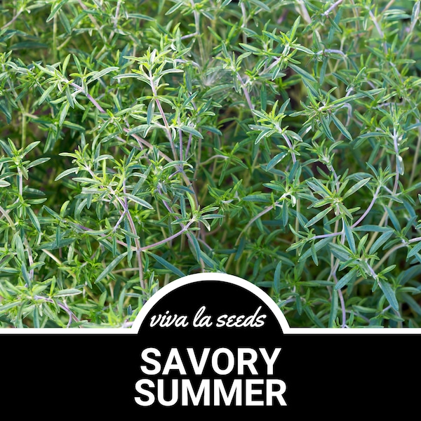 Savory Etsy Savory Etsy