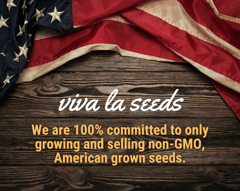 Rupturewort green Carpet 100 Seeds Medicinal Edible Etsy