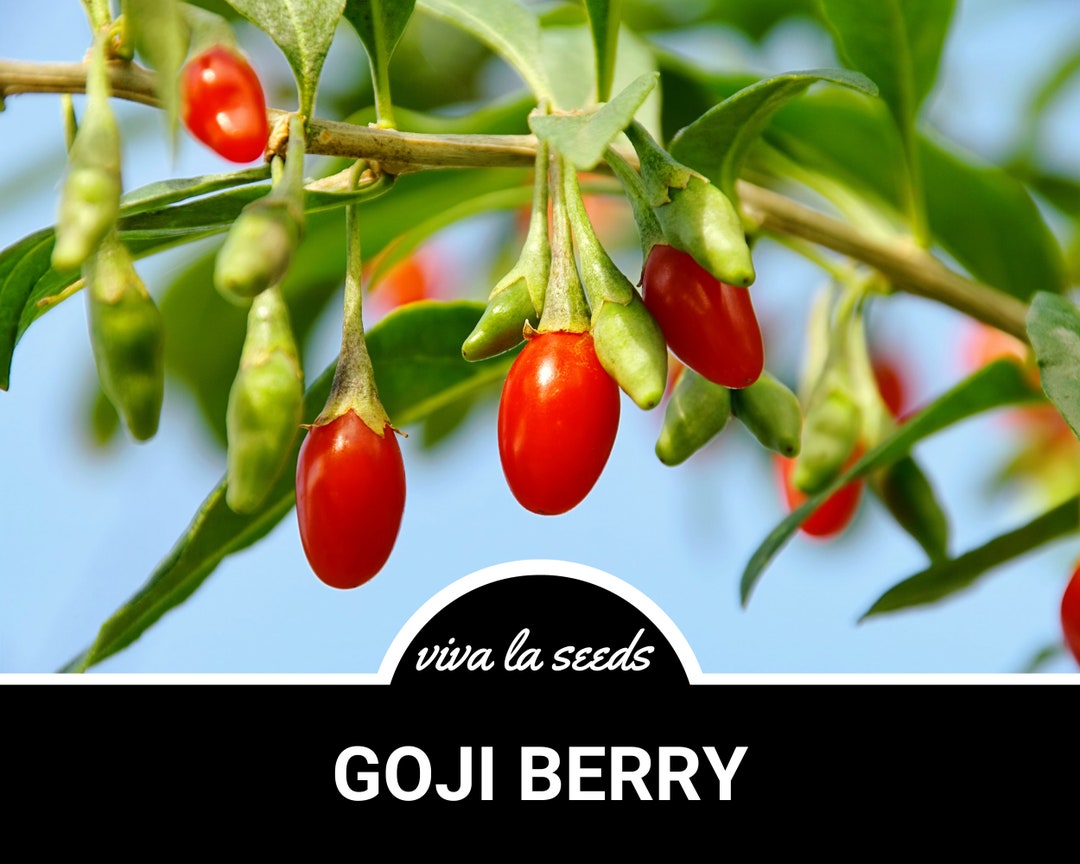 Goji Berry ( Wolfberry) | 50 Seeds | Medicinal | Culinary | Heirloom ...