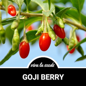 Goji Berry ( Wolfberry) | 50 Seeds | Medicinal | Culinary | Heirloom | Lycium barbarum