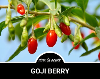 Goji Berry ( Wolfberry) | 50 Seeds | Medicinal | Culinary | Heirloom | Lycium barbarum