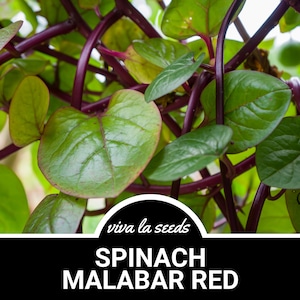 Puede incluir: Primer plano de una planta de espinacas de Malabar verde vibrante con tallos rojo oscuro. La planta crece verticalmente y tiene hojas en forma de coraz&oacute;n. El texto "viva la seeds" y "SPINACH MALABAR RED" es visible en la parte inferior de la imagen.