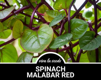 Spinach, Malabar Red | 100 Seeds | Heirloom Vegetable | Heat Tolerant | Open Pollinated | Non-GMO | Vining | Basella rubra