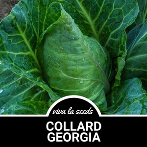 May include: Close-up of a large, green collard green plant with water droplets on the leaves. The plant is labeled "viva la seeds COLLARD GEORGIA".