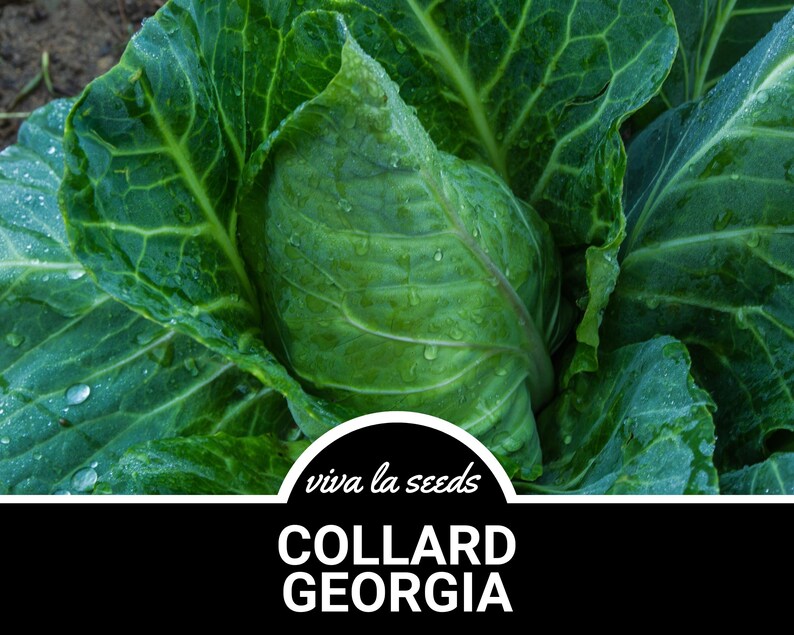 May include: Close-up of a large, green collard green plant with water droplets on the leaves. The plant is labeled "viva la seeds COLLARD GEORGIA".