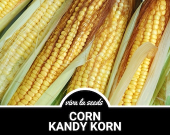 Corn, Kandy Korn | 30 Seeds | Hybrid Vegetable | Sweet Corn | Open Pollinated | Non-GMO | Zea mays