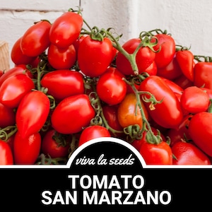 Tomato, San Marzano | 50 Seeds | | Heirloom | Non-GMO | Solanum lycopersicum