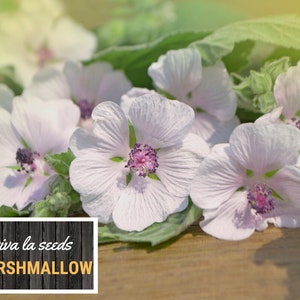 May include: Close-up of delicate, pale pink marshmallow flowers with a purple center. The flowers are arranged on a wooden surface with green leaves. The text "viva la seeds MARSHMALLOW" is displayed on a black and white wooden sign.