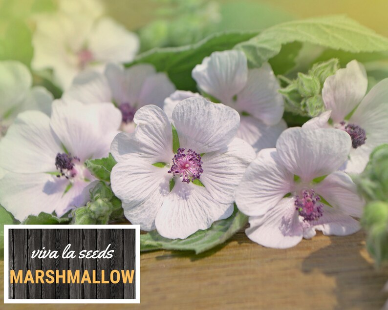 May include: Close-up of delicate, pale pink marshmallow flowers with a purple center. The flowers are arranged on a wooden surface with green leaves. The text "viva la seeds MARSHMALLOW" is displayed on a black and white wooden sign.