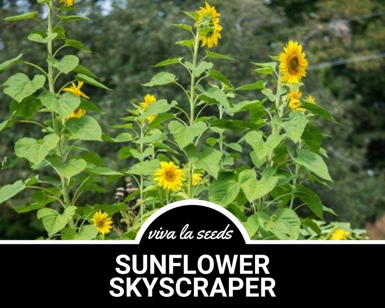 Sunflower, Skyscraper 25 Seeds Culinary & Medicinal Heirloom Helianthus annuus image 1