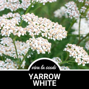Yarrow, White | 100 Seeds | Heirloom Medicinal Herb | Non GMO | Achillea millefolium