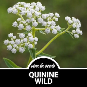 May include: White flowers of the Quinine Wild plant, also known as  Feverfew, with green stems and leaves. The plant is in focus against a blurred green background. The text "viva la seeds" and "QUININE WILD" is visible at the bottom of the image.