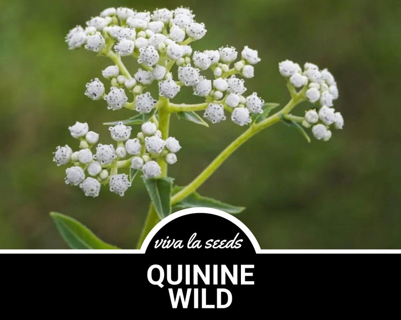 May include: White flowers of the Quinine Wild plant, also known as  Feverfew, with green stems and leaves. The plant is in focus against a blurred green background. The text "viva la seeds" and "QUININE WILD" is visible at the bottom of the image.