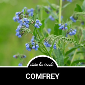 May include: A close-up of a cluster of blue comfrey flowers blooming on a green stem. The flowers are bell-shaped and have a delicate appearance. The background is a soft green blur. The text "viva la seeds" and "COMFREY" are visible at the bottom of the image.