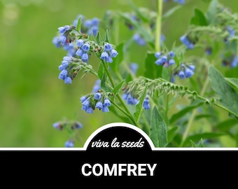 Comfrey | 20 Seeds | Medicinal Herb | Non GMO | Symphytum Officinale