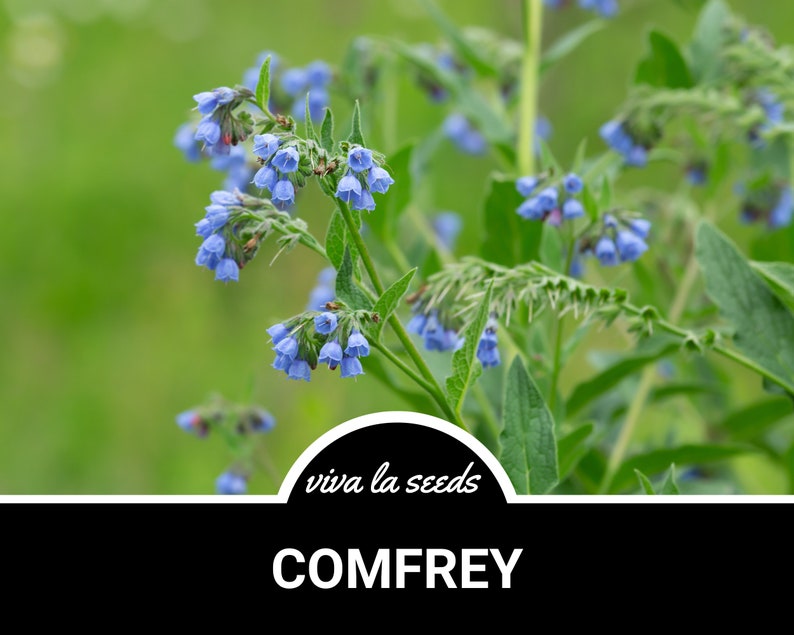 May include: A close-up of a cluster of blue comfrey flowers blooming on a green stem. The flowers are bell-shaped and have a delicate appearance. The background is a soft green blur. The text "viva la seeds" and "COMFREY" are visible at the bottom of the image.