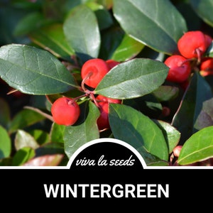 Gaultheria procumbens / Gaultheria procumbens / 20 semillas / Medicinal / Culinaria / Reliquia