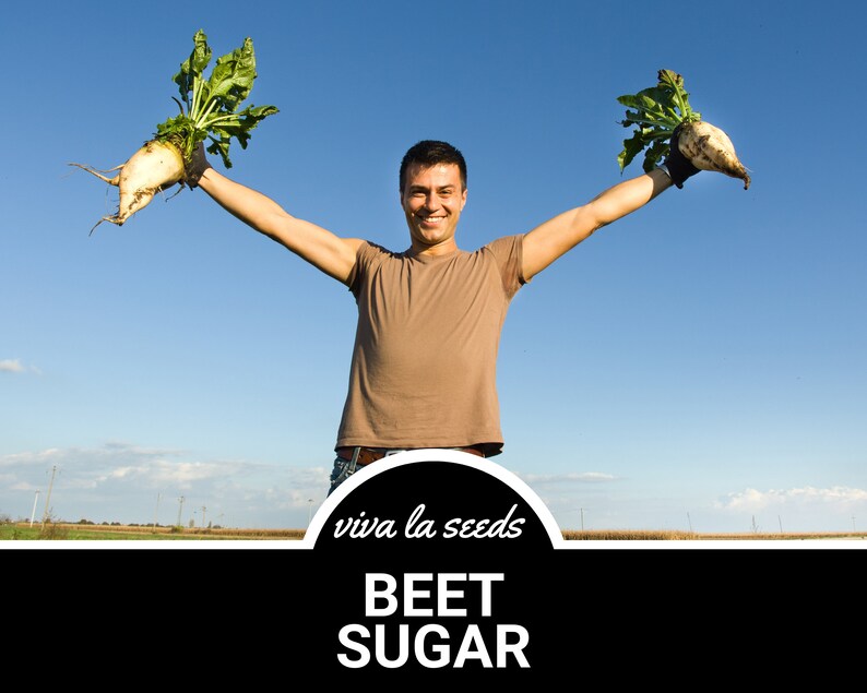 May include: A man holds up two large white beets with green tops, smiling and looking at the camera. The text "viva la seeds" and "BEET SUGAR" is below him.