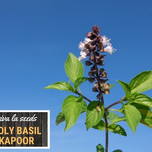 K&ouml;nnte beinhalten: Nahaufnahme einer Heiligen Basilikumpflanze mit violetten Bl&uuml;ten vor einem strahlend blauen Himmel. Die Pflanze ist mit "viva la seeds HOLY BASIL KAPOOR" beschriftet.