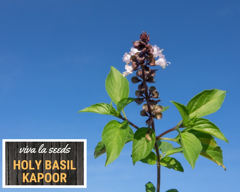 K&ouml;nnte beinhalten: Nahaufnahme einer Heiligen Basilikumpflanze mit violetten Bl&uuml;ten vor einem strahlend blauen Himmel. Die Pflanze ist mit "viva la seeds HOLY BASIL KAPOOR" beschriftet.
