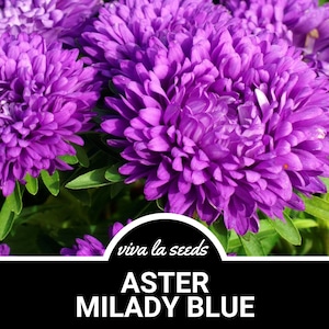May include: Close-up of vibrant purple Aster Milady Blue flowers in bloom. The flowers have a fluffy, pom-pom like appearance and are surrounded by green foliage. The text "viva la seeds" and "ASTER MILADY BLUE" is visible at the bottom of the image.