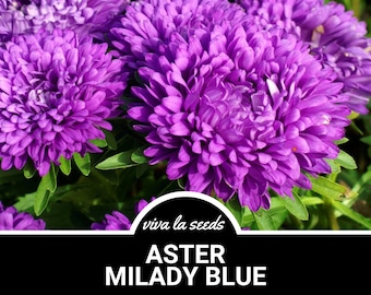 Aster, Milady Blue | 50 Seeds | Heirloom Flower | Dwarf | Easy to Grow | Callistephus milady