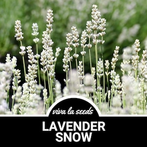 Lavender, Snow | 20 Seeds | Beautiful fragrant blooms | Lavandula angustifolia