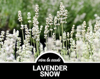 May include: Close-up of white Lavender Snow flowers in a field. The image features tall, slender stems with dense, light-colored blooms. The background is a soft green, creating a natural contrast. The text "Lavender Snow" is displayed in a black banner.