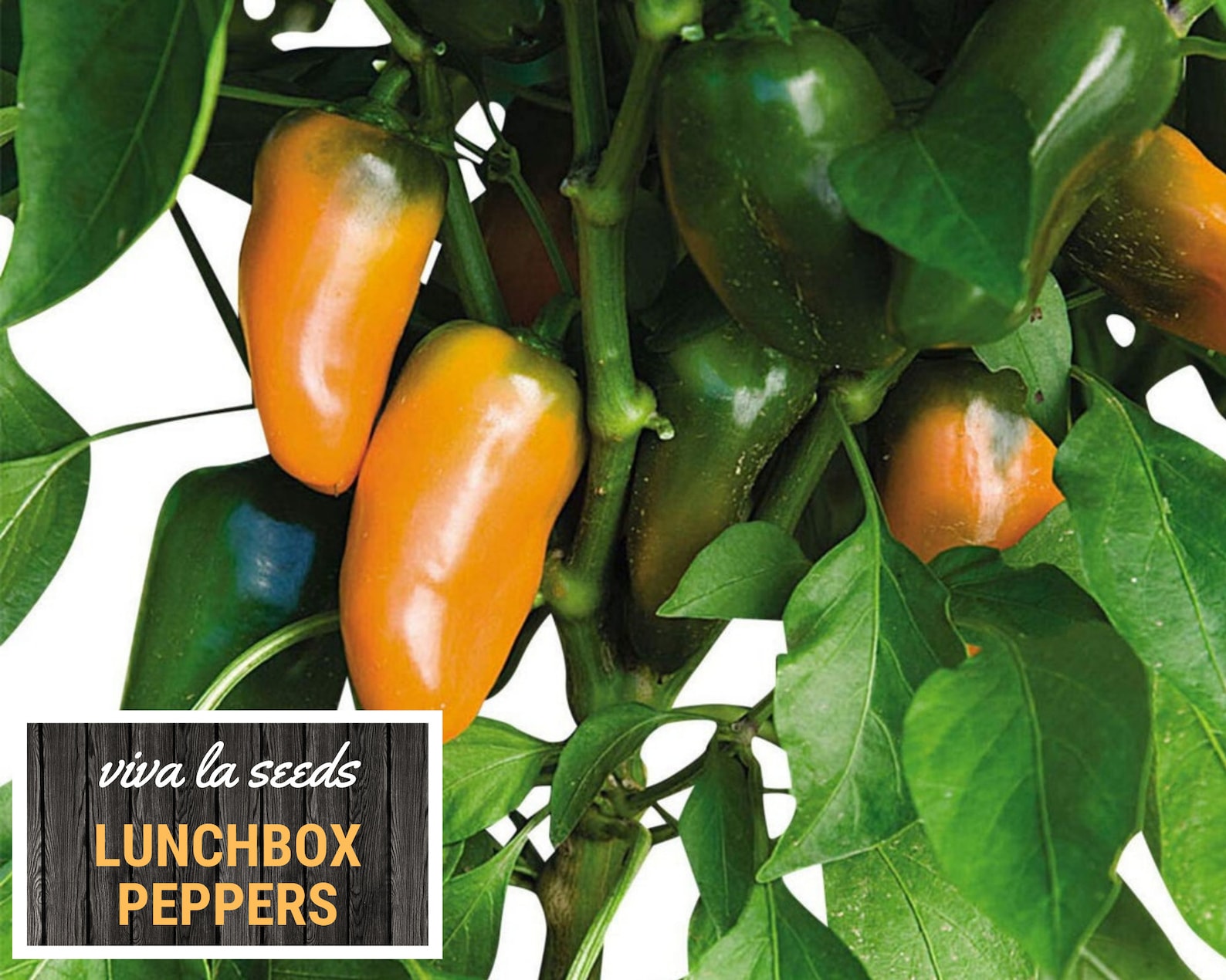 Lunchbox Sweet Peppers 25 Seeds Easy to Grow Non GMO Etsy