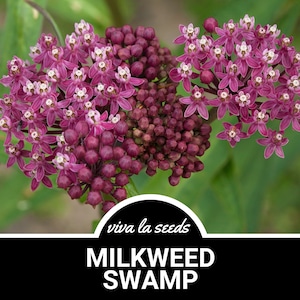 Milkweed, Swamp | 50 Seeds | Butterfly & Hummingbird Must | Non GMO | Asclepias speciosa