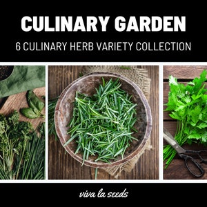 Culinary Herb Seed Collection | 6 Essential Culinary Herbs | 20% Savings
