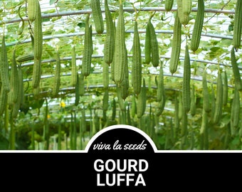 Calabaza, Luffa / 20 Semillas / Cultiva tu propia Luffa / Reliquia / Luffa cylindrica