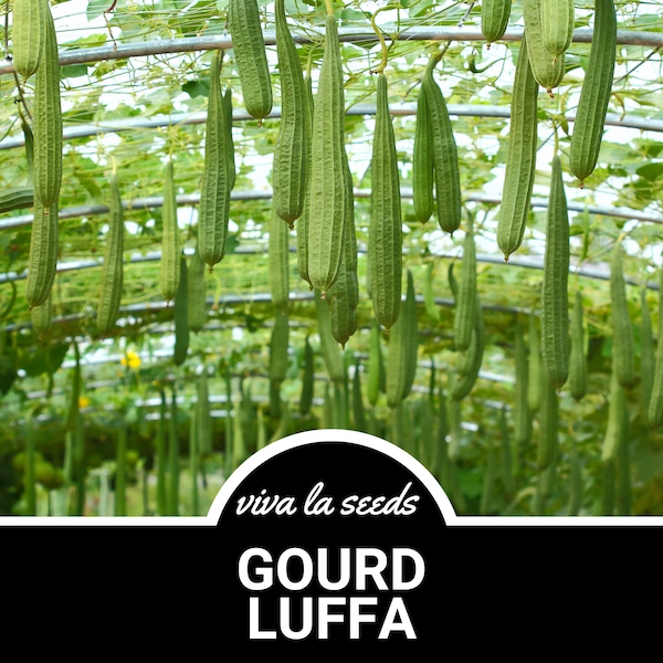 Gourd, Luffa | 15 Seeds | Grow Your Own Luffa | Heirloom | Luffa cylindrica