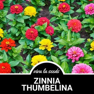 Zinnia, Thumbelina Dwarf | 100 Seeds | Easy to Grow | Non GMO | Zinnia elegans
