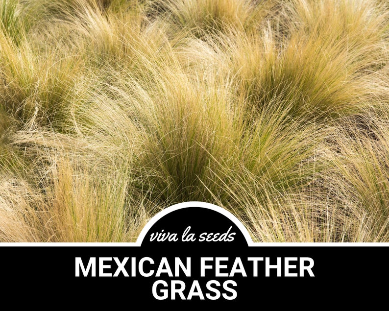 Mexican Feather Grass 50 Seeds Heirloom Ornamental Grass Drought ...