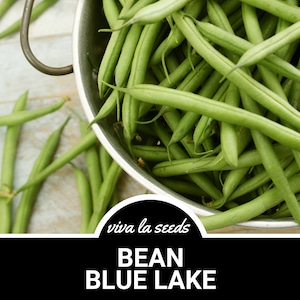 May include: A metal bowl filled with fresh green beans. The beans are long and slender, and they are arranged in a random pattern. The bowl is sitting on a light blue surface. The text "viva la seeds" and "BEAN BLUE LAKE" is visible below the bowl.