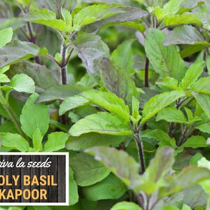 K&ouml;nnte beinhalten: Nahaufnahme einer &uuml;ppigen gr&uuml;nen und violetten Heiligen-Basilikumpflanze, auch bekannt als Tulsi. Die Pflanze hat leuchtend gr&uuml;ne Bl&auml;tter und rot-violette St&auml;ngel. Das Bild enth&auml;lt den Text "viva la seeds HOLY BASIL KAPOOR".