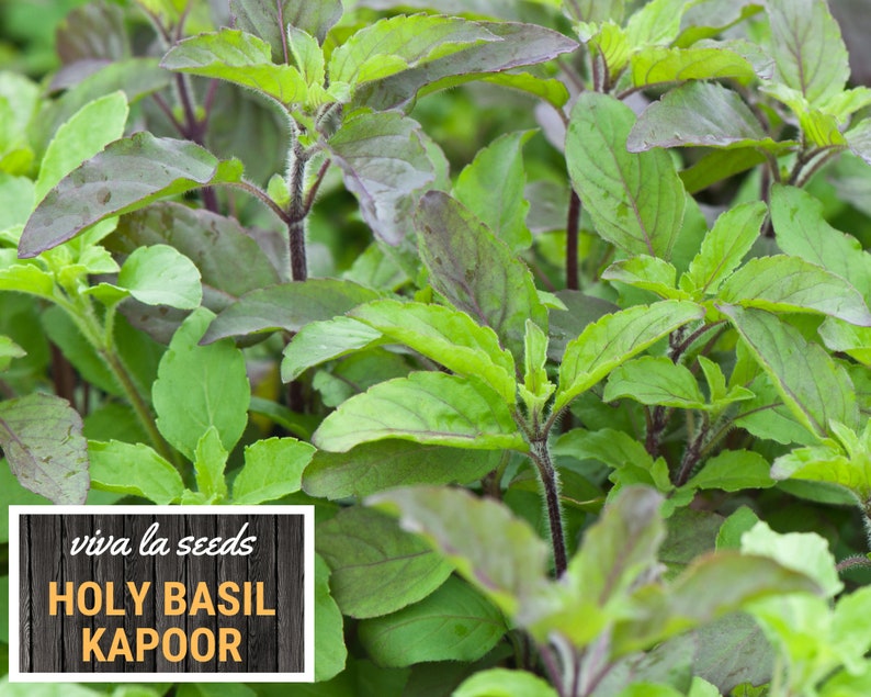 K&ouml;nnte beinhalten: Nahaufnahme einer &uuml;ppigen gr&uuml;nen und violetten Heiligen-Basilikumpflanze, auch bekannt als Tulsi. Die Pflanze hat leuchtend gr&uuml;ne Bl&auml;tter und rot-violette St&auml;ngel. Das Bild enth&auml;lt den Text "viva la seeds HOLY BASIL KAPOOR".