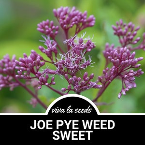 May include: Close-up of pink Joe Pye Weed Sweet flower buds. The flower buds are clustered together on a stem with green foliage in the background. The text "viva la seeds" and "JOE PYE WEED SWEET" is displayed below the image.