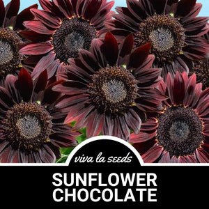 Sunflower, Chocolate | 25 Seeds | Culinary & Medicinal | Easy to Grow | Non GMO | Helianthus annuus