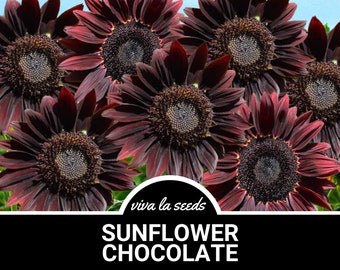 Sunflower, Chocolate | 25 Seeds | Culinary & Medicinal | Easy to Grow | Non GMO | Helianthus annuus