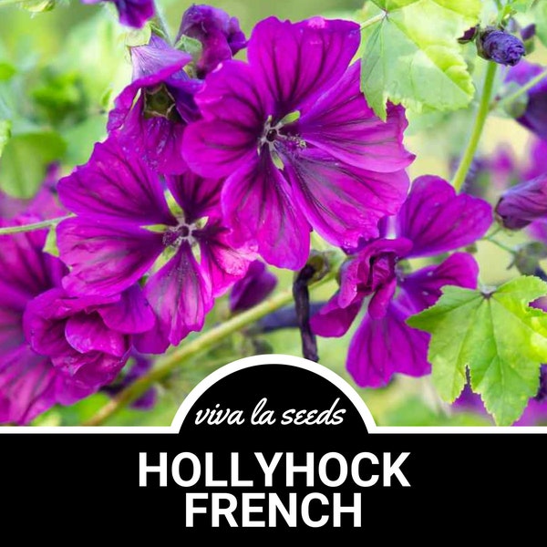 Hollyhock, French | 25 Seeds | Medicinal Herb | Heirloom | Non GMO | Malva Sylvestris Mauritiana