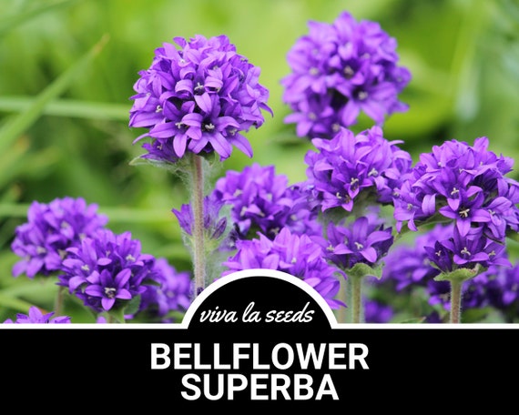 Bellflower, Superba | 50 Seeds | Heirloom Flower | Perennial | Campanula glomerata