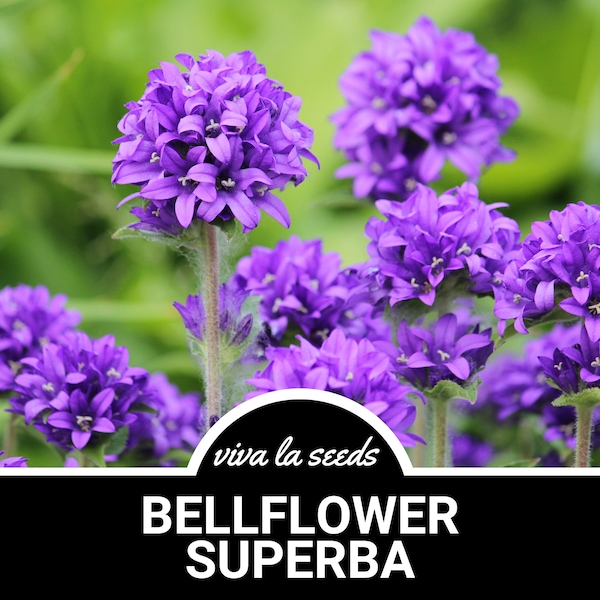 Bellflower, Superba | 50 Seeds | Heirloom Flower | Perennial | Campanula glomerata