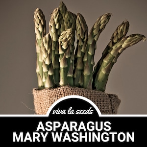 Asparagus, Mary Washington | 25 Seeds | Heirloom | Non GMO | Asparagus officinalis