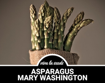 Asparagus, Mary Washington | 25 Seeds | Heirloom | Non GMO | Asparagus officinalis